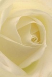 Step into the gentle embrace of this cream-white rose-a bloom whose spiraled petals invite the senses inward, evoking the hush of a Dartford morning touched by dew. The ivory folds, soft as morning mist, wind gracefully toward the centre in perfect harmony, each one whisper-thin and almost weightless beneath a bath of natural light. Shadows drift delicately between petal layers, adding tender dimension and evoking both peace and quiet reverence. As a Dartford florist, I see the subtle drama in the fine gradations of cream and white, each nuanced layer representing a milestone, an apology, or a tribute sent with hope across town to places like Temple Hill or the bustling Market Street. This rose, crafted to convey the deepest sympathies or to mark contemplative new beginnings, emits a barely-there, sweet fragrance-just enough to stir memories. The perspective, intimate and immersive, offers more than the mere image of a flower: it shares the emotion, the dedication, and the silent promise that accompanies every dart of local petal artistry designed for life's poignant moments.